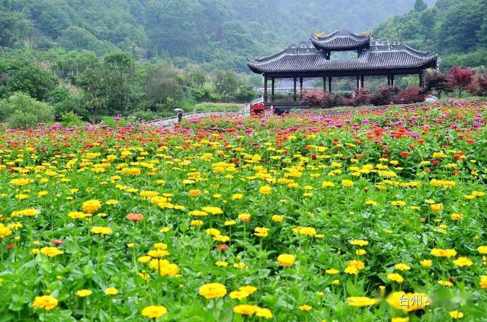 南屏乡田间铺上"五色地毯"!六月的百日菊花海美爆了