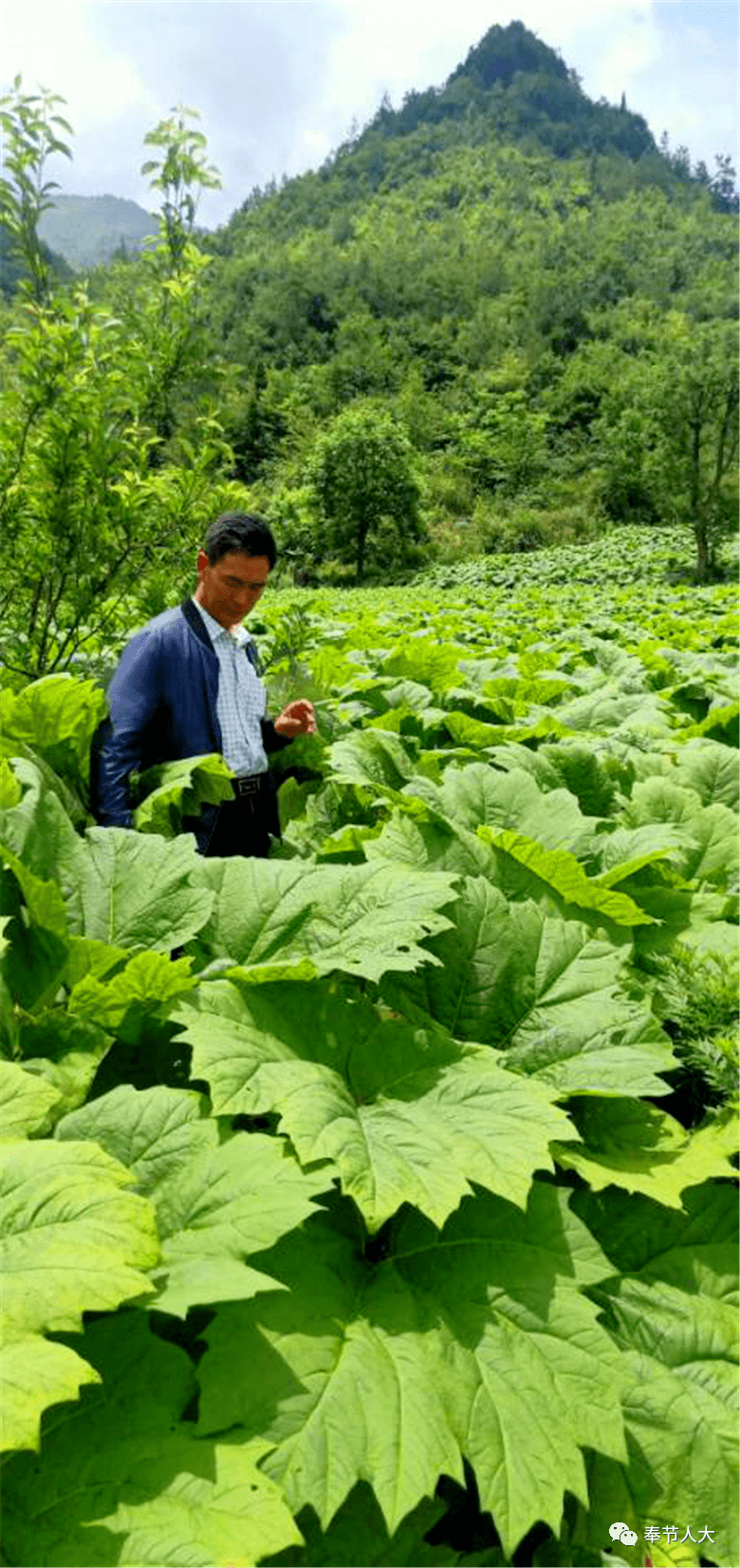 【代表风采】苦大黄种出新甜头_种植