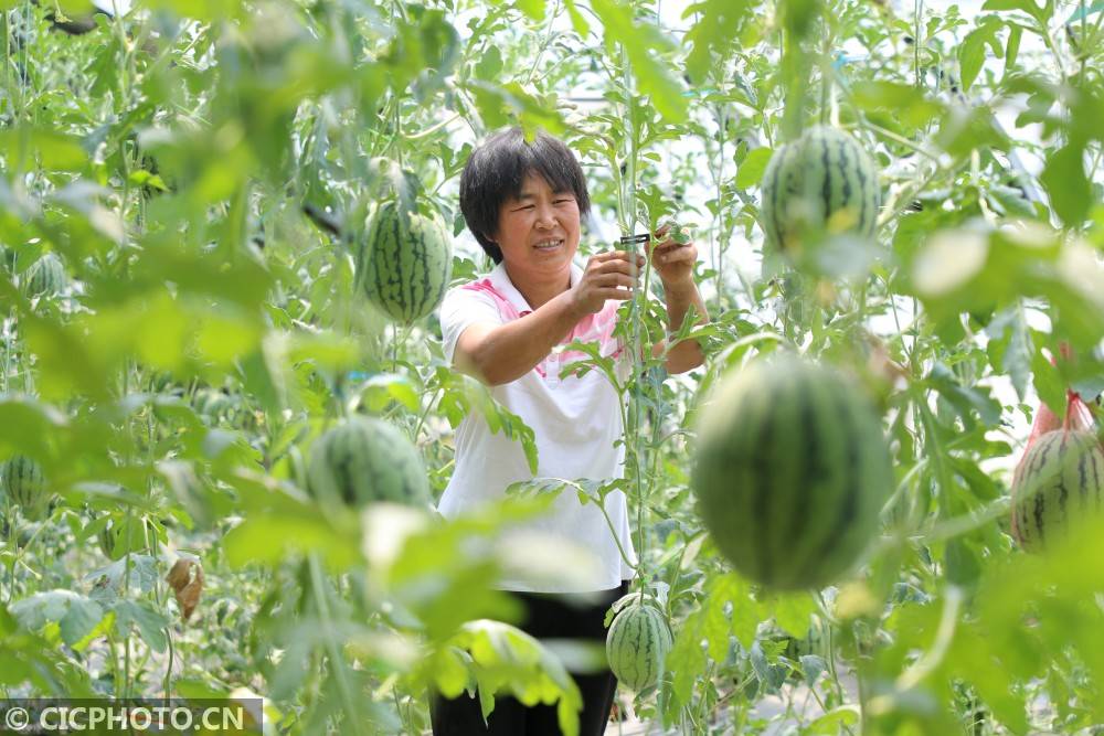 河北井陉:吊着种瓜 产量翻番_威州镇