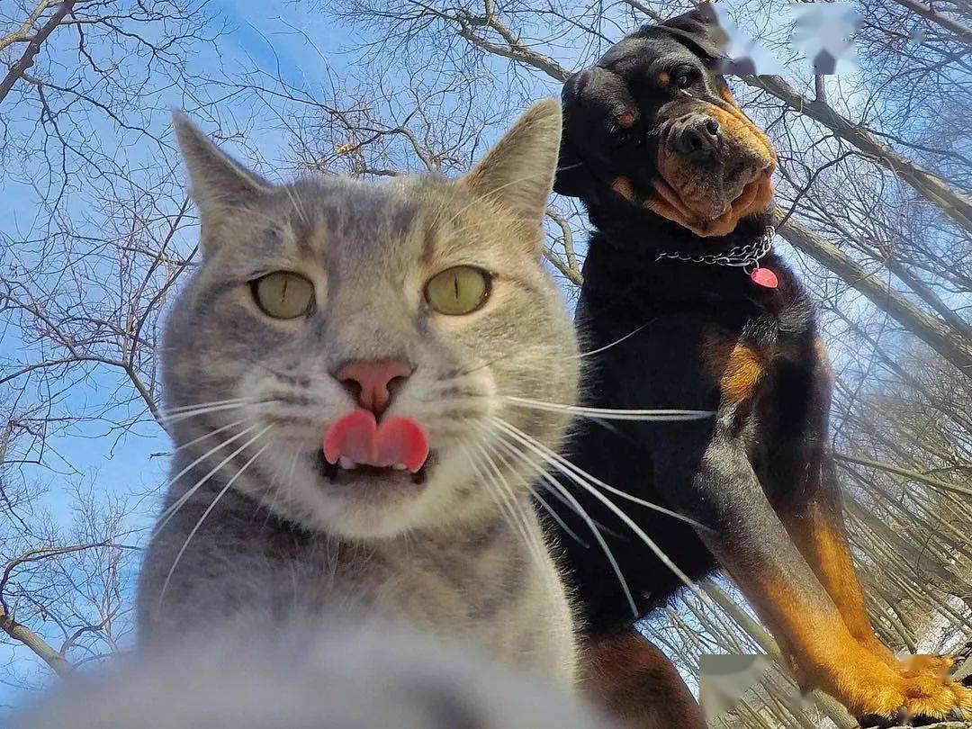 你家的猫会拍vlog吗?_曼尼