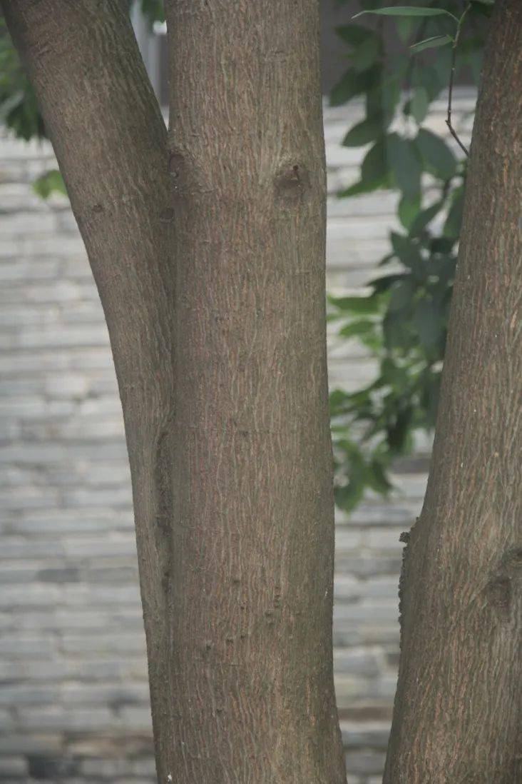 探寻湖西幽静有趣的植物二樟叶槭不合群的槭属兄弟
