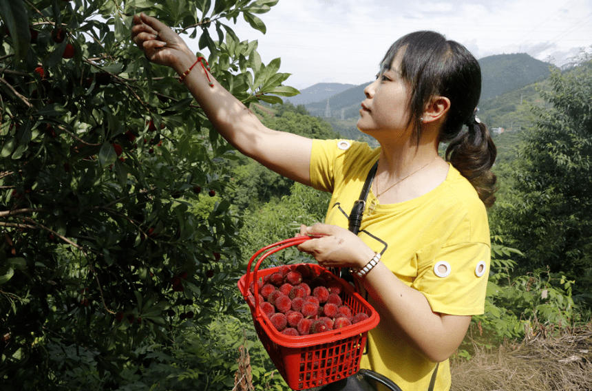 100多棵杨梅树结满了色彩鲜艳的杨梅,果实累累,吸引各地游客前来果园