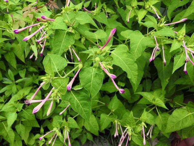 紫茉莉子:清热化斑;利湿解毒紫茉莉的药材源为紫茉莉科植物紫茉莉的
