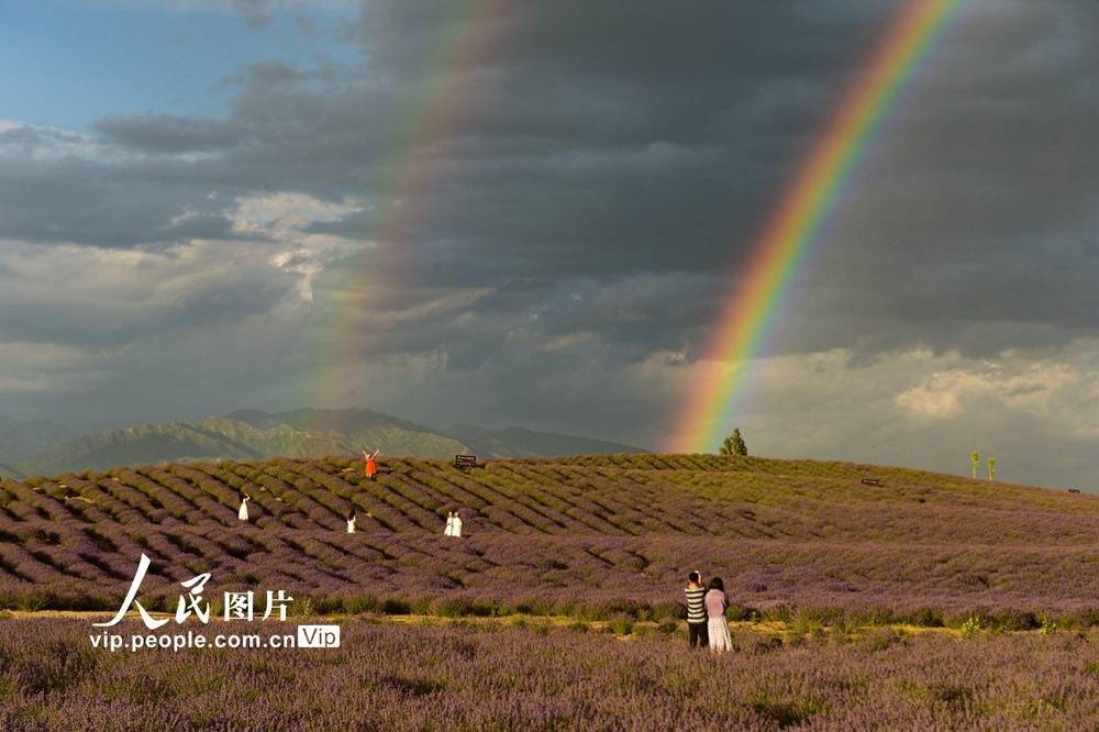 一阵强降雨过后,新疆霍城县芦草沟镇上空出现彩虹美景,大片的薰衣草和