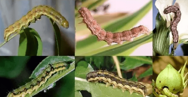 肉虫大作战快认清这十大肉虫防治不当损失惨重