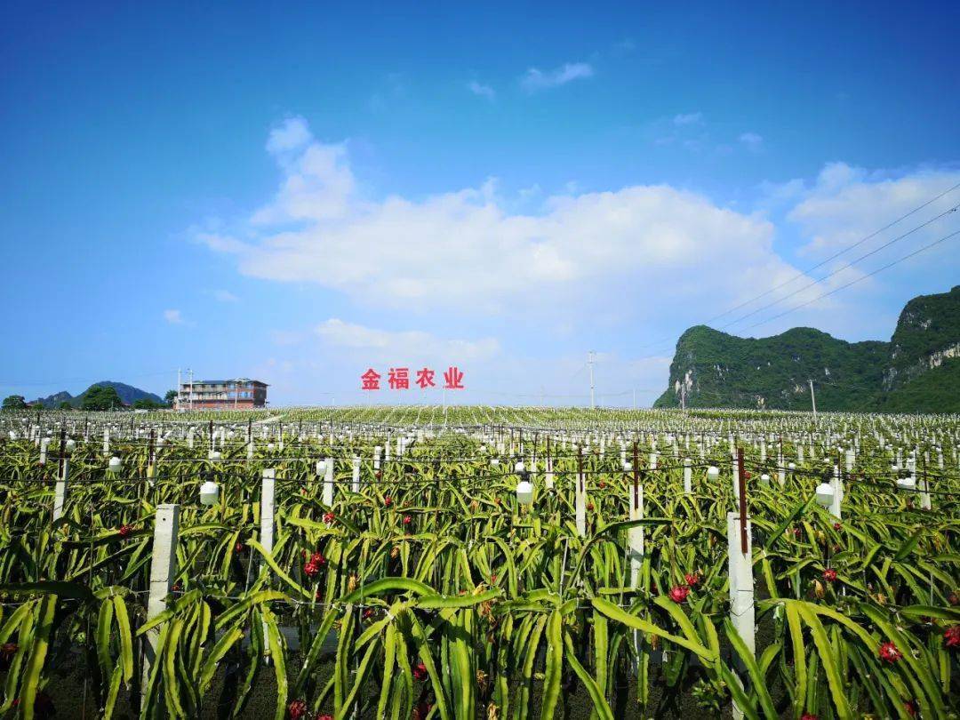 【我为家乡代言】鲜果派对 灯海约会——隆安火龙果收获之夜 今天19