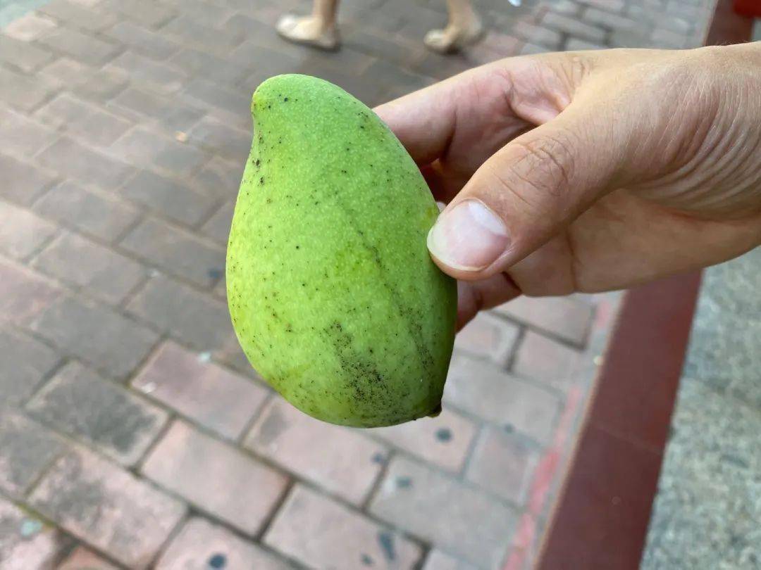河源市民,绿化芒果不可食用,你们知道吗?-搜狐大视野-搜狐新闻