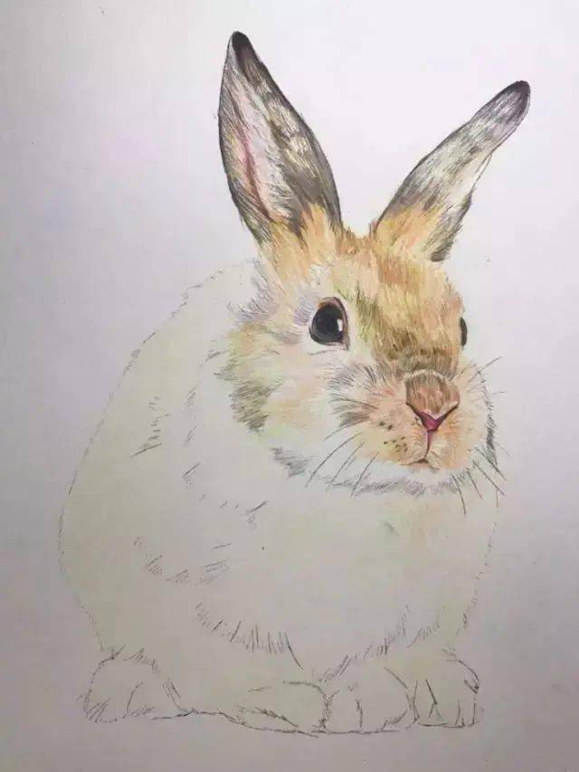 彩铅画入门教程 | 几个彩铅小教程,值得学哦