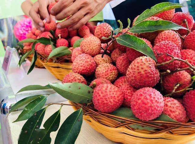 第十八届中国(广西)荔枝龙眼产销对接活动在灵山县举办