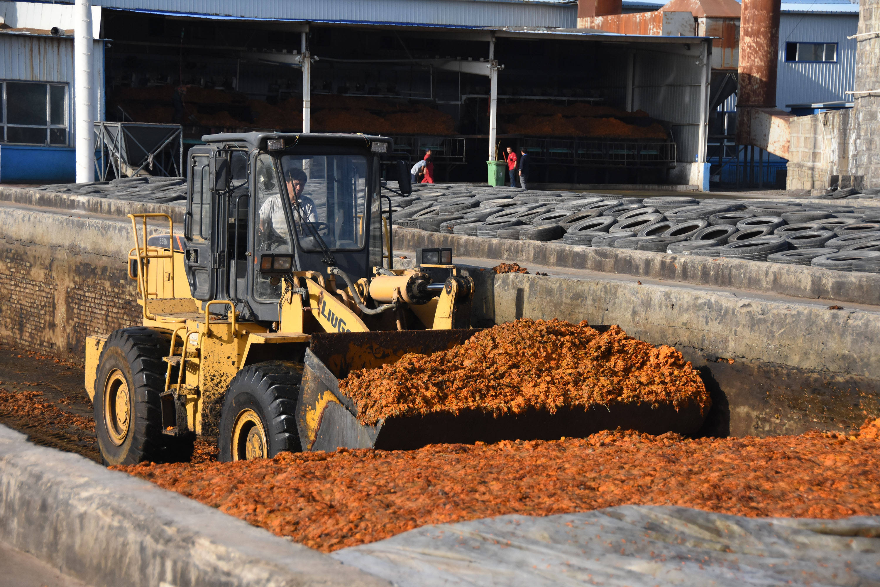 20万亩万寿菊盛开南疆助脱贫