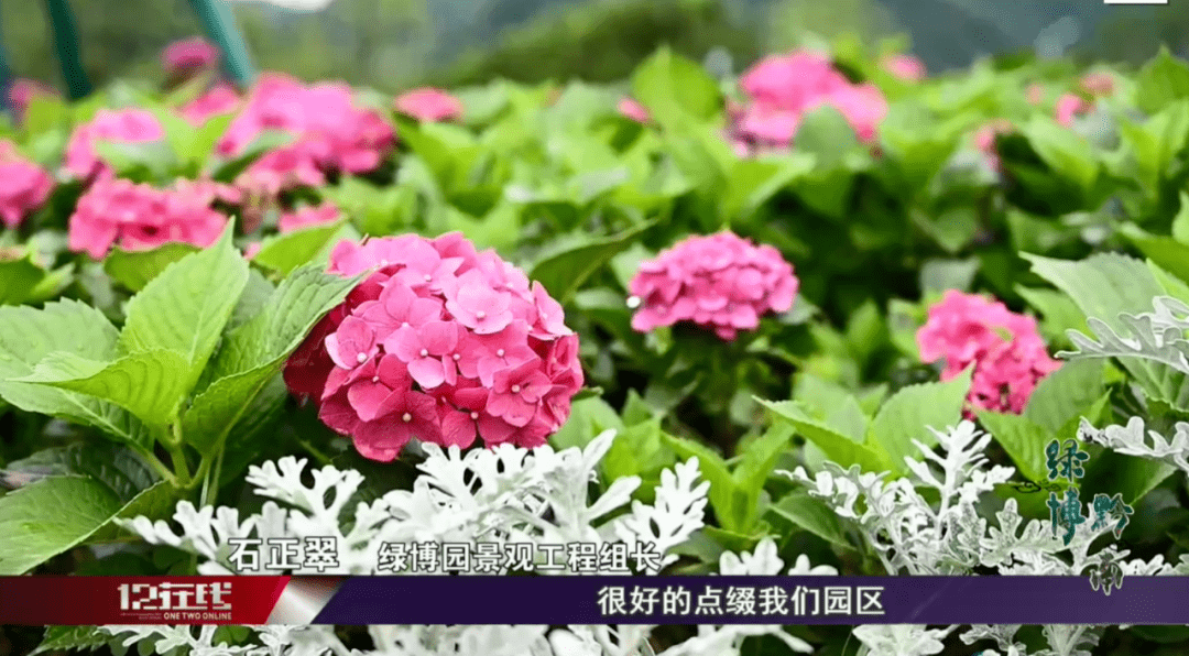 【姹紫嫣红开遍】都匀这里花海美到无法呼吸!