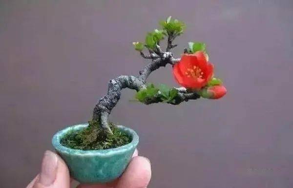 盆景极小极小多小最小不过拇指盆景