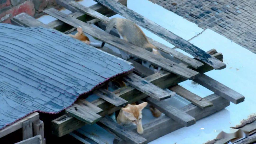 用水将猫淋晕后压入水池淹死…市民拍下南宁老汉天台杀猫全程