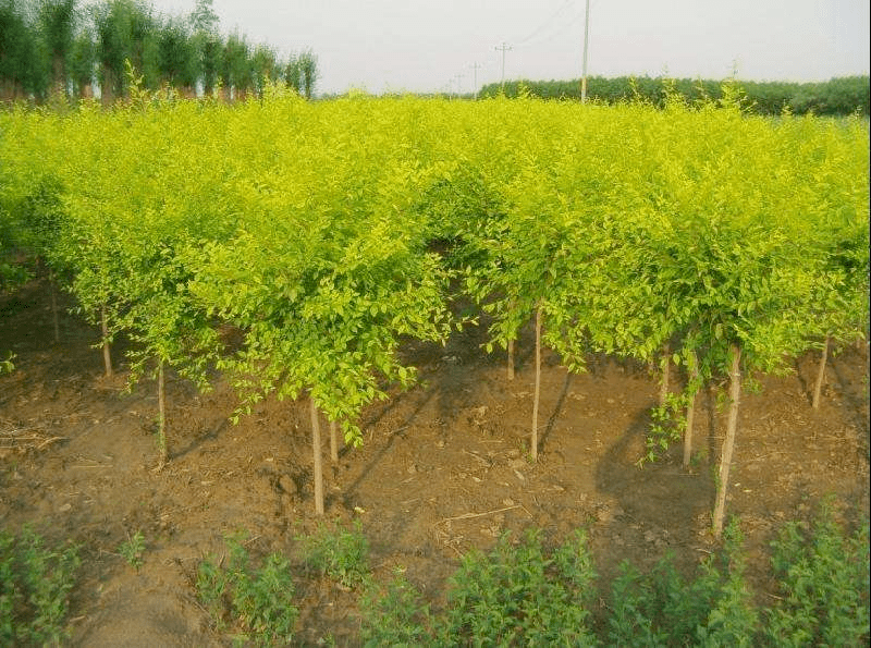 夏季种植苗木成活率如何提高