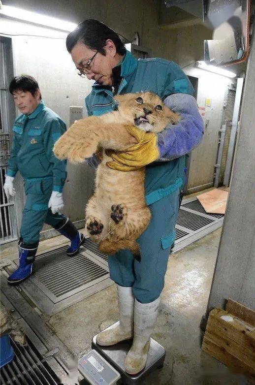 为了给各种动物幼崽称个体重,饲养员的头都快挠秃了!