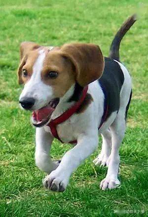 世界名犬之米格鲁猎兔犬