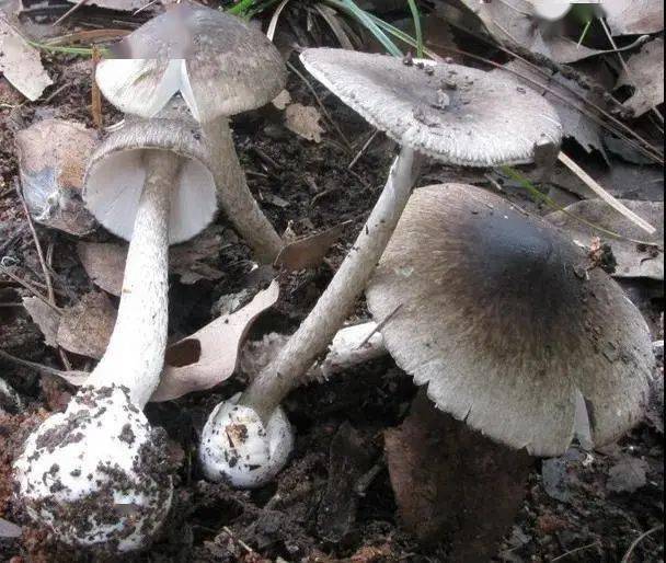 裂皮鹅膏(图片来源:湖南师范大学 陈作红)