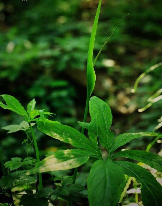 「诗词鉴赏」夏至过后半夏生,在诗词悠然品味半夏时光_乌头