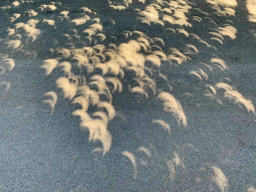 的日环  还有地上的各种浮光掠影 by michelle 树影斑驳间的日食阳光