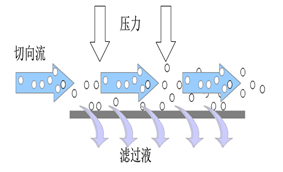 收藏|抗体纯化四部曲_细胞