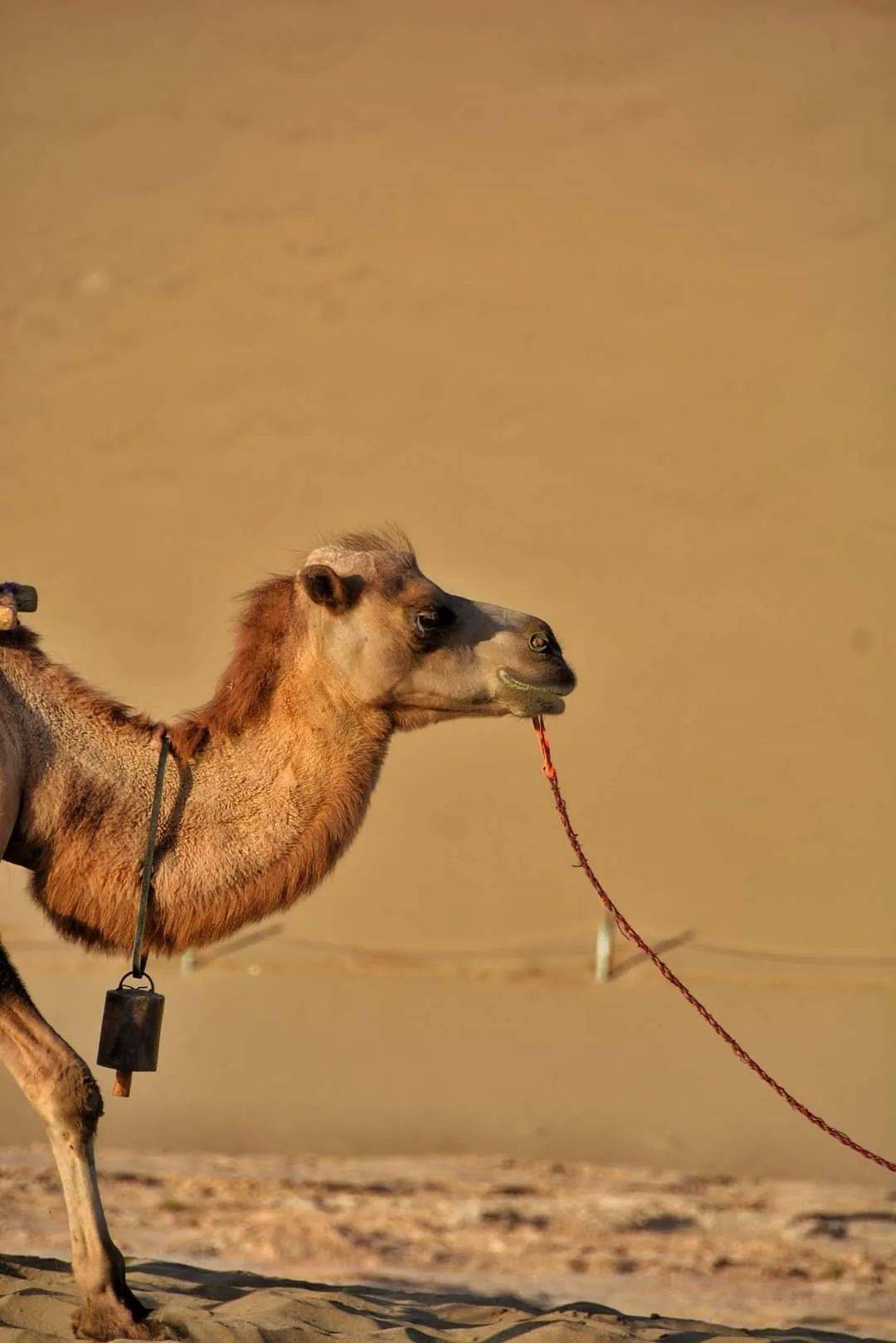 2020寻梦敦煌线上马拉松报名开启跟随隐隐驼铃带你梦回千年敦煌