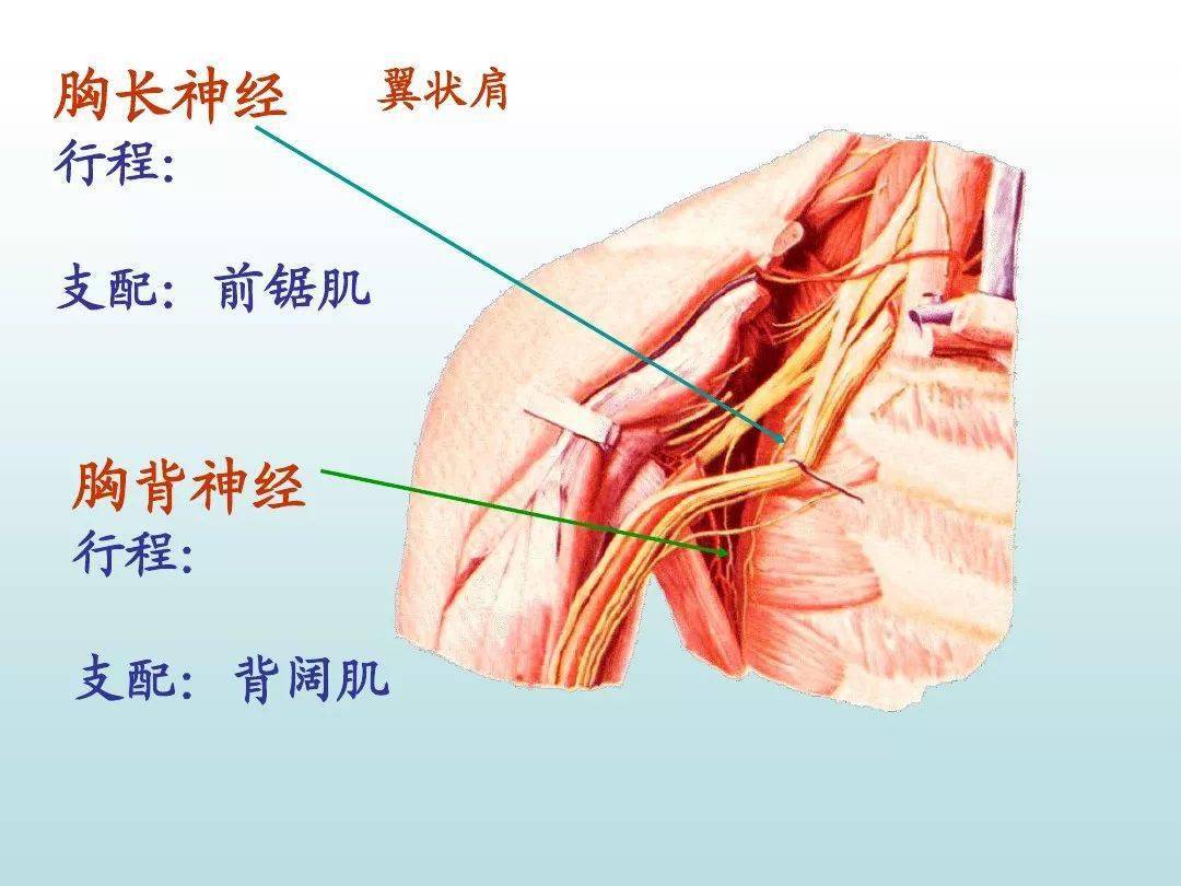 周围神经系统ppt下载吧