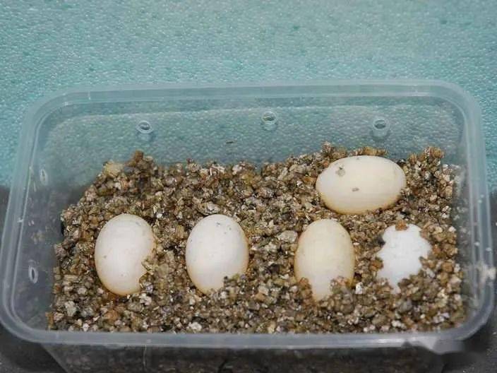 火焰龟pseudemysnelsoni和红面蛋的繁殖孵化初体验