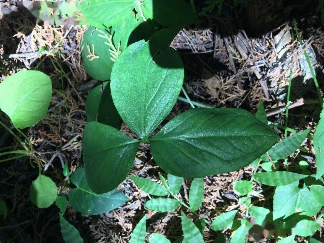 夏至半夏生丨它是一味沟通阴阳的使者