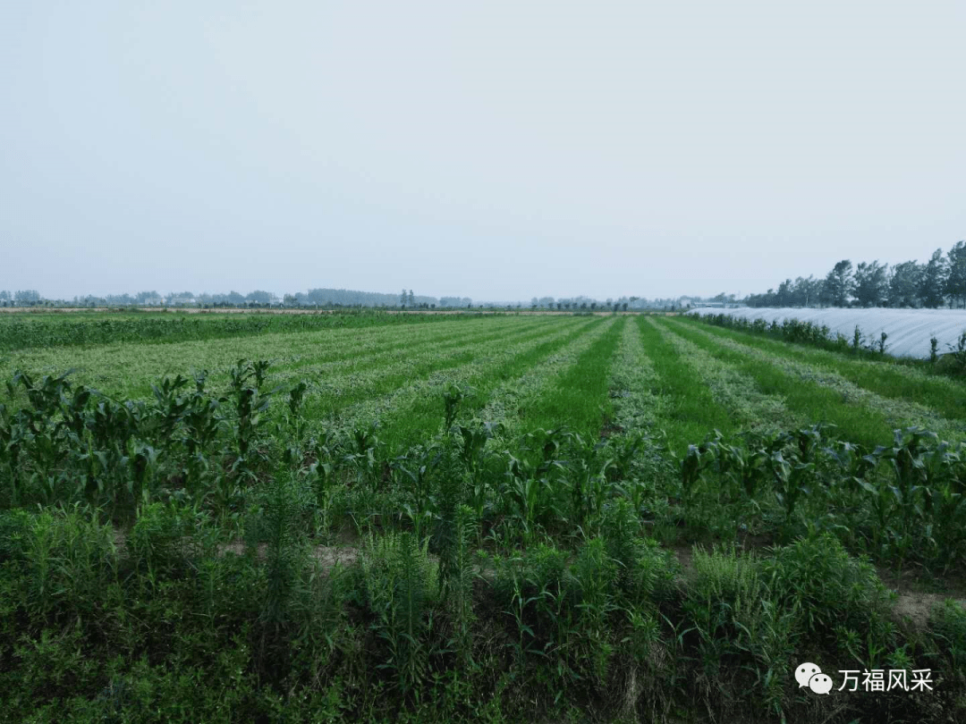 露天西瓜種植基地大豐收西瓜很不錯正在用心給周圍去買瓜的群眾挑瓜