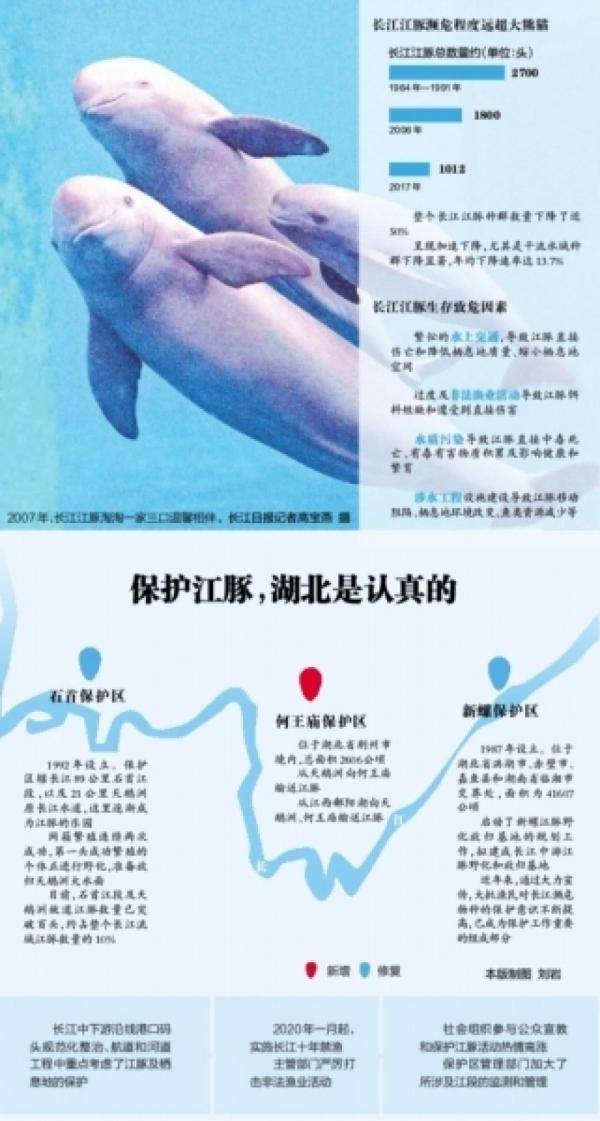 长江江豚拟升级为一级"国宝"