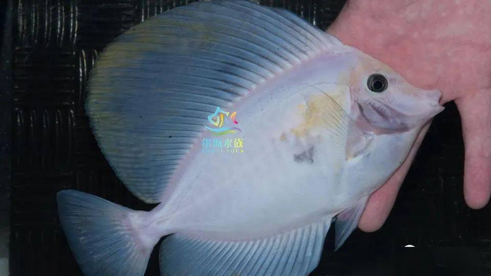 1至2.5倍,故此得名.大帆吊的幼鱼大