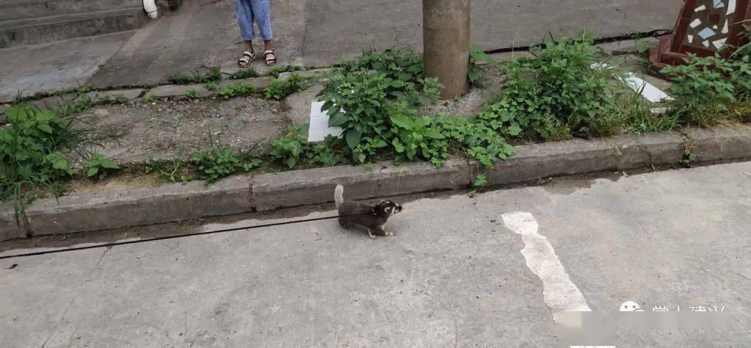 南部发现奇怪野生动物,老人:拱猪子?