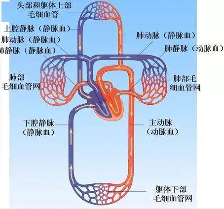 血管包括动脉,静脉和毛细血管三种