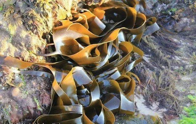 一根海带抵7种药!这些人多吃海带对身体好