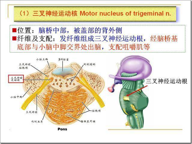 腦幹解剖及損害分析_延髓