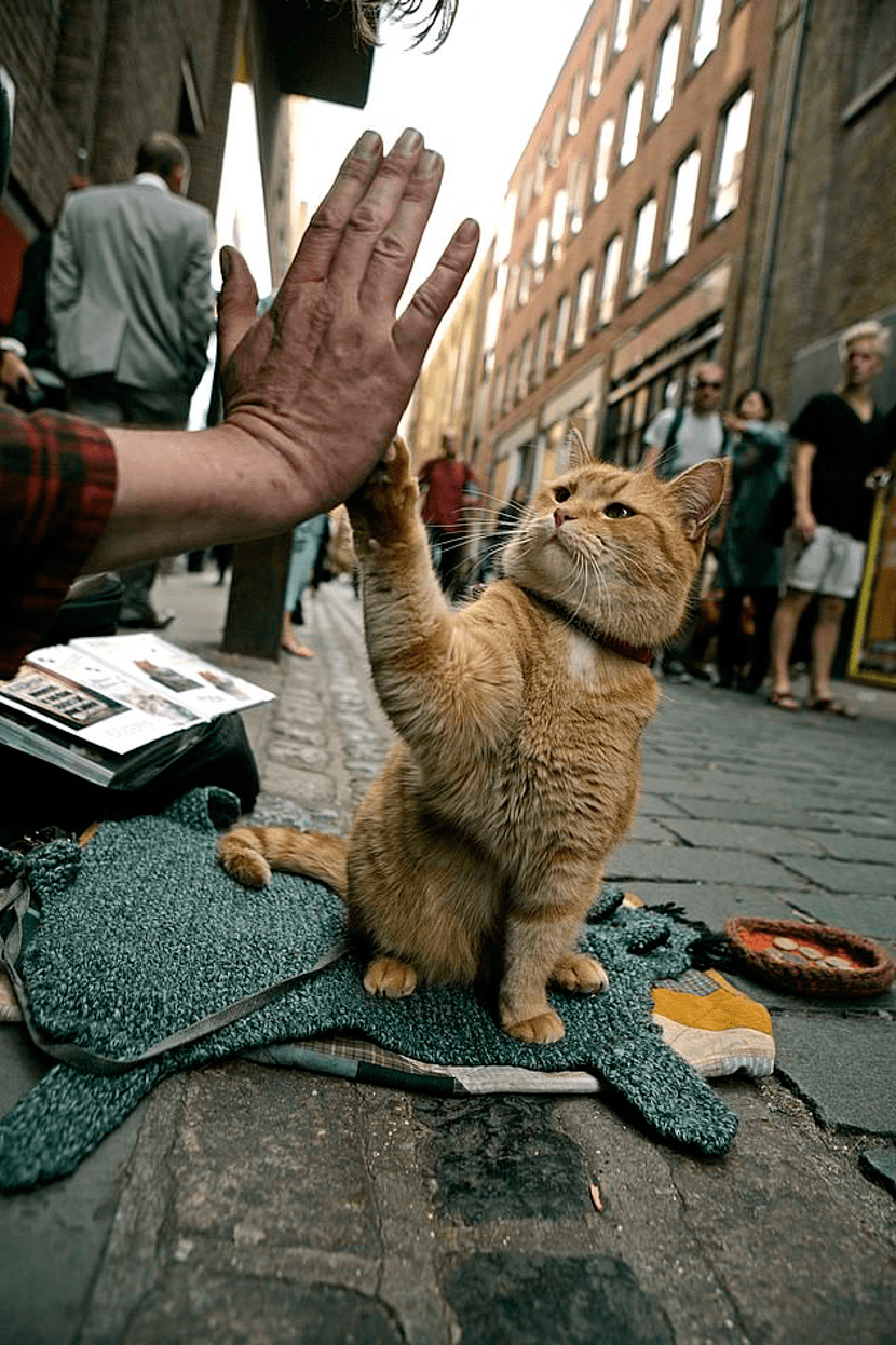 流浪猫鲍勃车祸去世图片