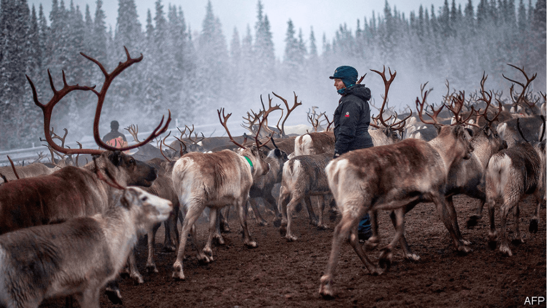 萨米人(the sami)是瑞典北部一支游牧民族,历史上曾经因为种族因素而