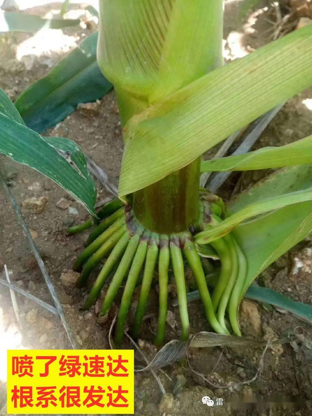 可使玉米茎秆增粗,节间缩短,穗位降低,"霸王根"数量增加和成熟,增强