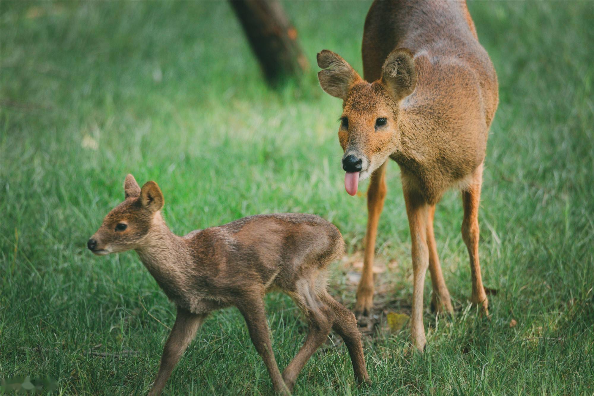 上海动物园生物多样性系列活动启动啦先去看看萌萌的小獐吧