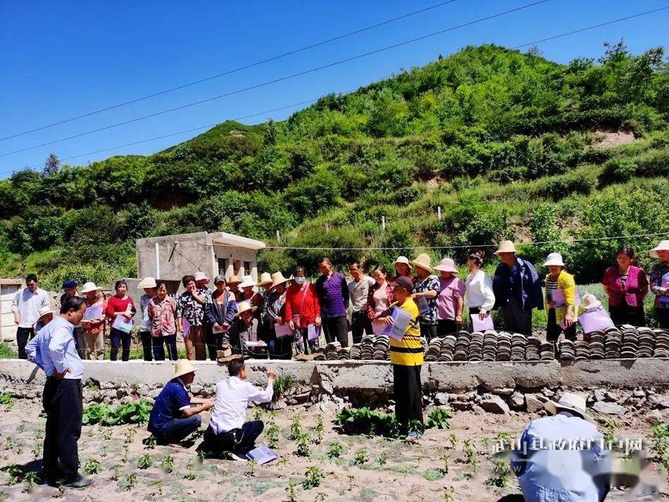 在榆盘镇马沟流域的马河,马寨,下河,苏家等村首次尝试辣椒种植,由县