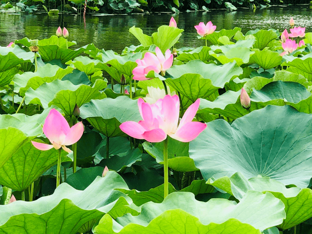 郑州的这些公园 荷花已盛开!"打卡"趁早来