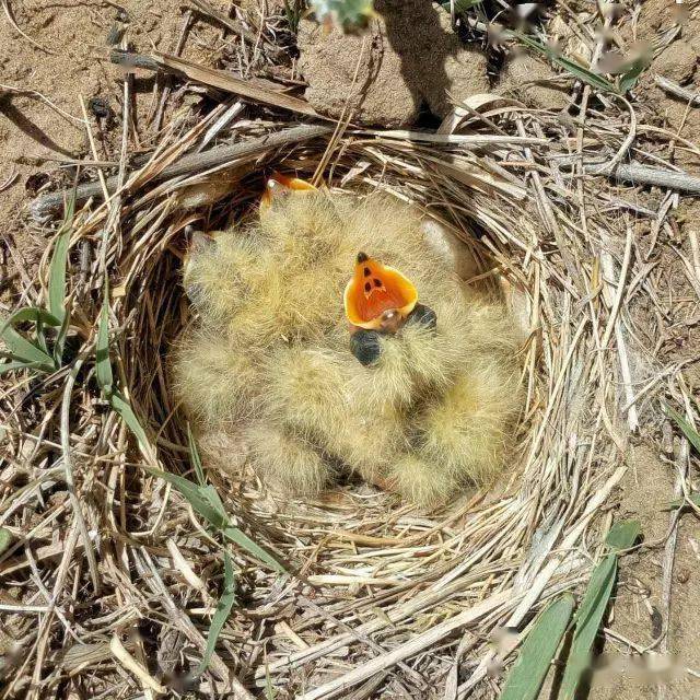 行走在乌兰察布草原上,一定要当心哦~ 你可能会看到脚下有鸟窝,可能