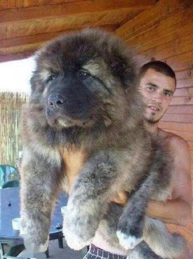 大型犬在城市里是非常敏感的,很多地方都有大型犬伤