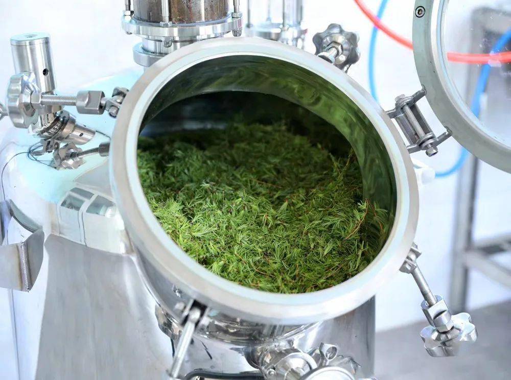 落叶松嫩芽纯露:可以喝的纯露_松针