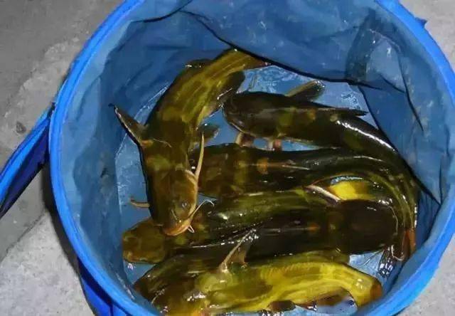 不是跟你吹,黄颡鱼要是这么钓,有多少能钓多少,根本停不下来!