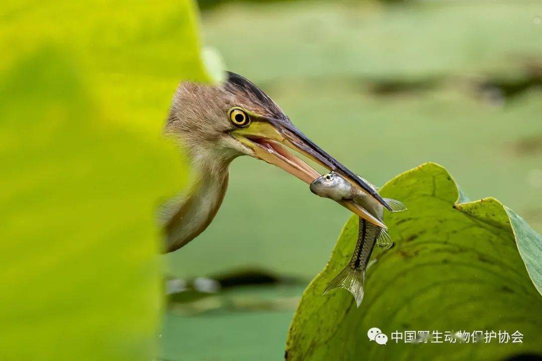 在中国除台湾,广东,海南岛等地为留鸟外,其他地区为夏候鸟.