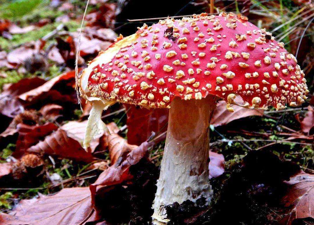 野生菌新鲜上市,采摘尝鲜需谨慎!