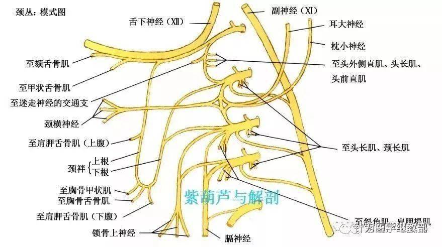 除第1颈神经前支外