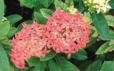 道教与民俗端午节与天地交泰日九毒日