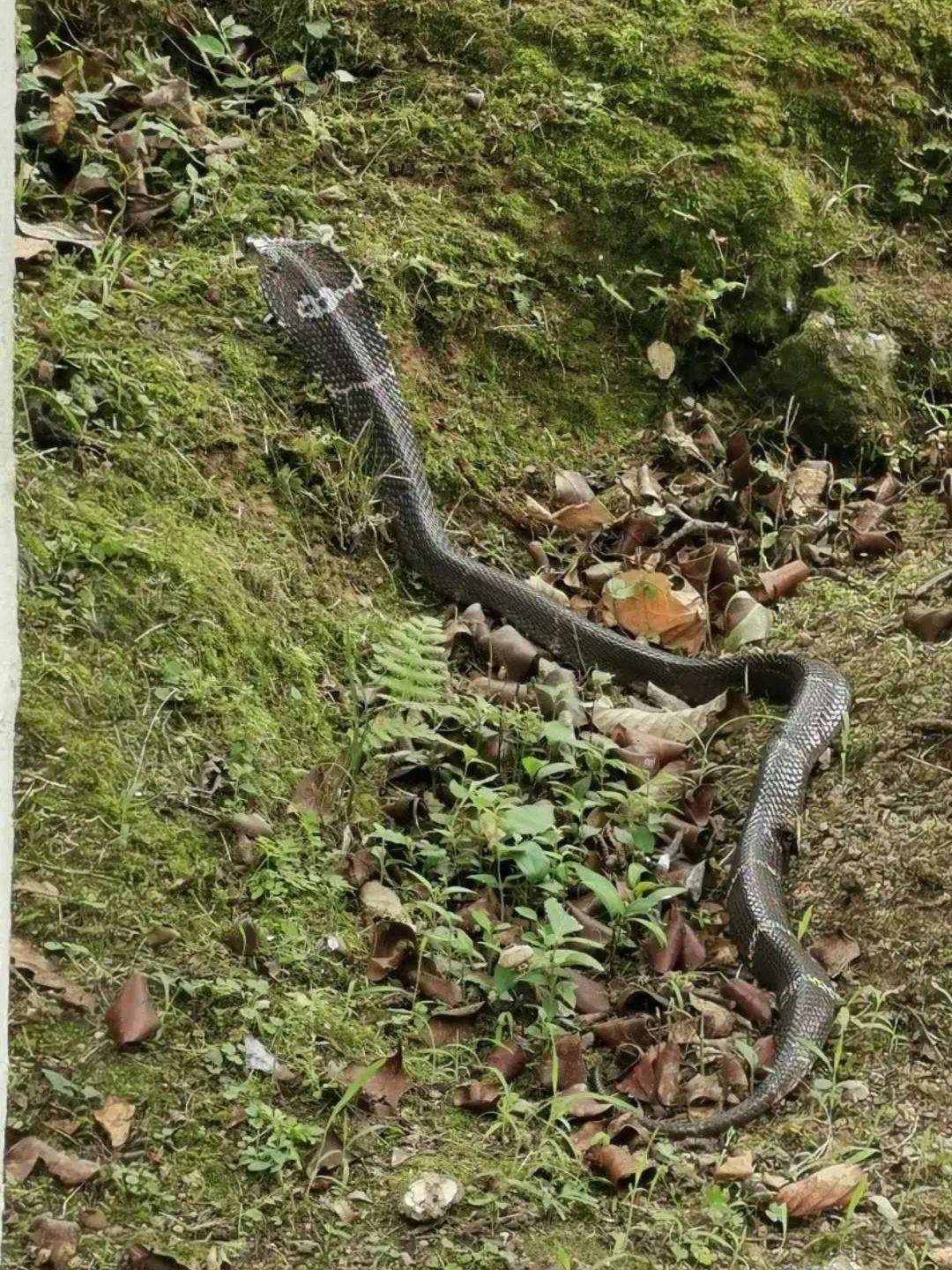 眼镜王蛇温州市民在景山拍到惊魂一幕上山游玩的警惕